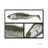 Leurre Souple Adusta Pick Tail Swimmer 12,5cm