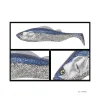 Leurre Souple Adusta Pick Tail Swimmer 15cm