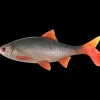 Leurre Souple Fox Rage Ultra Natural Roach