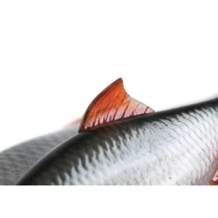 Leurre Souple Fox Rage Ultra Natural Roach
