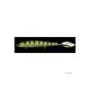 Poisson Nageur Babyface SM85