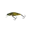 Poisson Nageur Salmo Bullhead